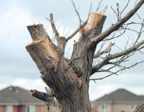 Pratiques à éviter pour l’entretien des arbres: protégez vos végétaux… et votre environnement